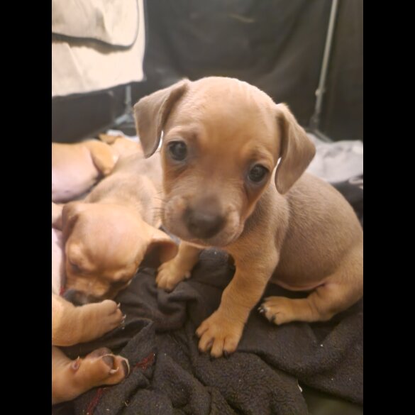 Dachshund (Standard &amp; Miniature) - Both
