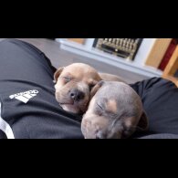 Dachshund (Standard &amp; Miniature) - Both