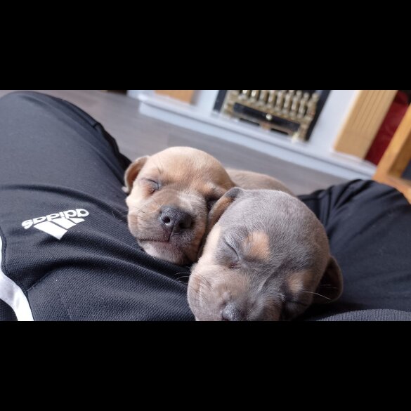 Dachshund (Standard &amp; Miniature) - Both