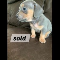 Dachshund (Standard &amp; Miniature) - Both
