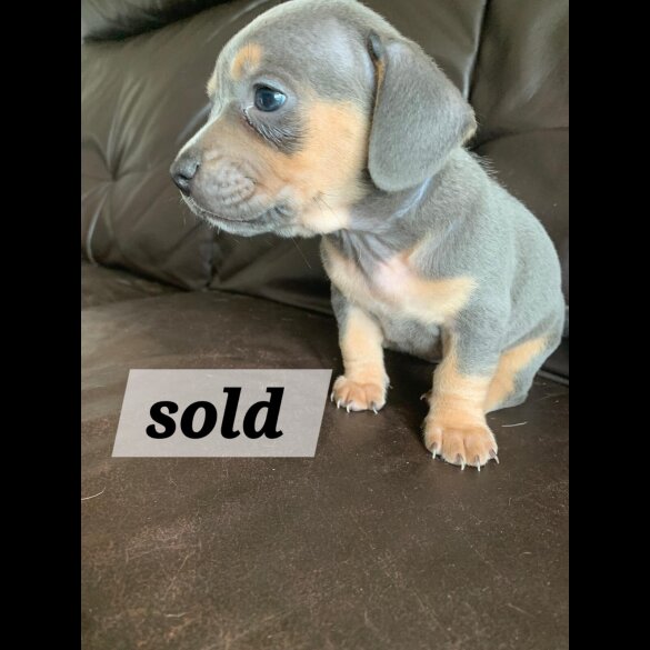 Dachshund (Standard &amp; Miniature) - Both