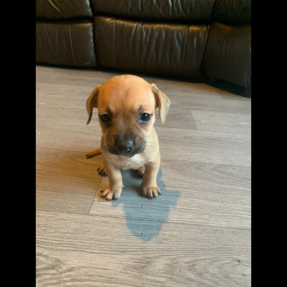 Dachshund (Standard &amp; Miniature) - Both