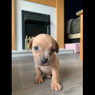 Dachshund (Standard &amp; Miniature) - Both
