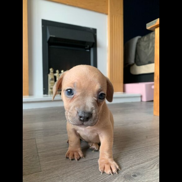 Dachshund (Standard &amp; Miniature) - Both