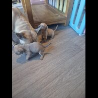 Dachshund (Standard &amp; Miniature) - Both