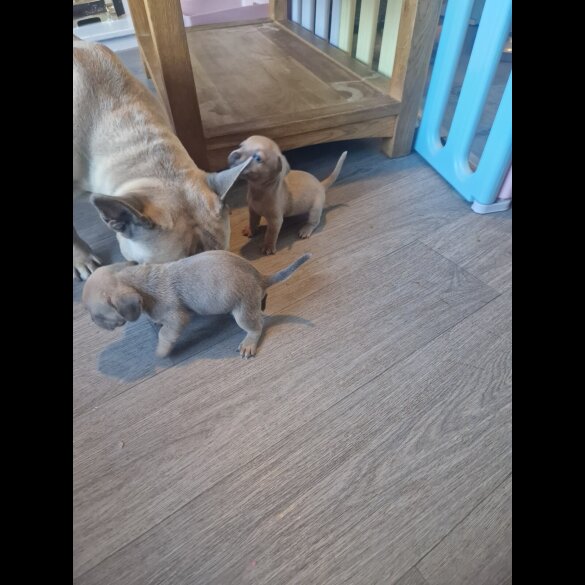Dachshund (Standard &amp; Miniature) - Both