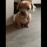 Dachshund (Standard &amp; Miniature) - Both