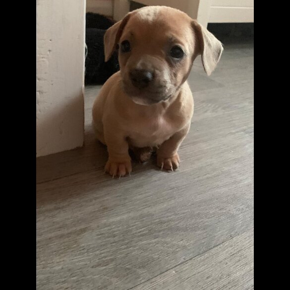 Dachshund (Standard &amp; Miniature) - Both