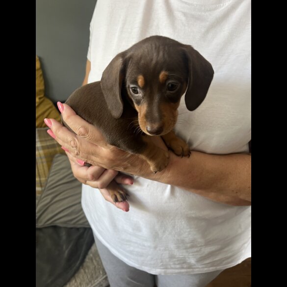 Dachshund (Standard &amp; Miniature) - Both