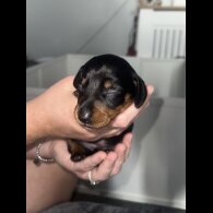 Dachshund (Standard &amp; Miniature) - Dogs