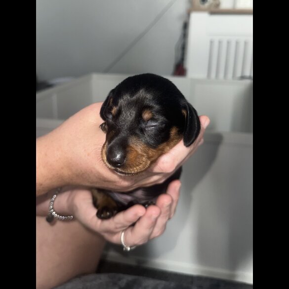 Dachshund (Standard &amp; Miniature) - Dogs