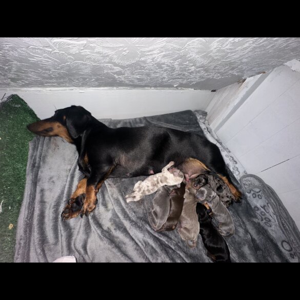 Dachshund (Standard &amp; Miniature) - Dogs