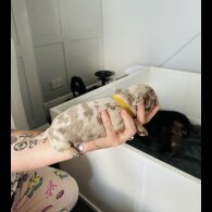 Dachshund (Standard &amp; Miniature) - Dogs