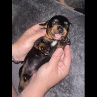 Dachshund (Standard &amp; Miniature) - Dogs