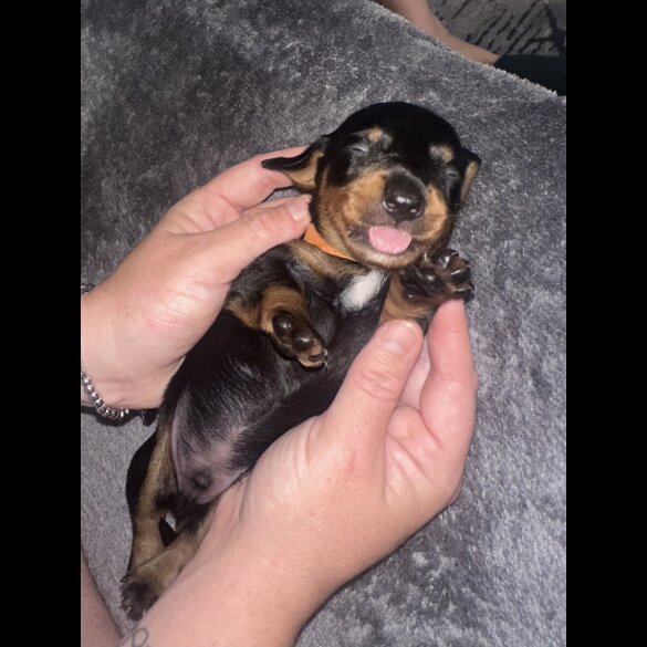 Dachshund (Standard &amp; Miniature) - Dogs