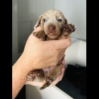 Dachshund (Standard &amp; Miniature) - Dogs