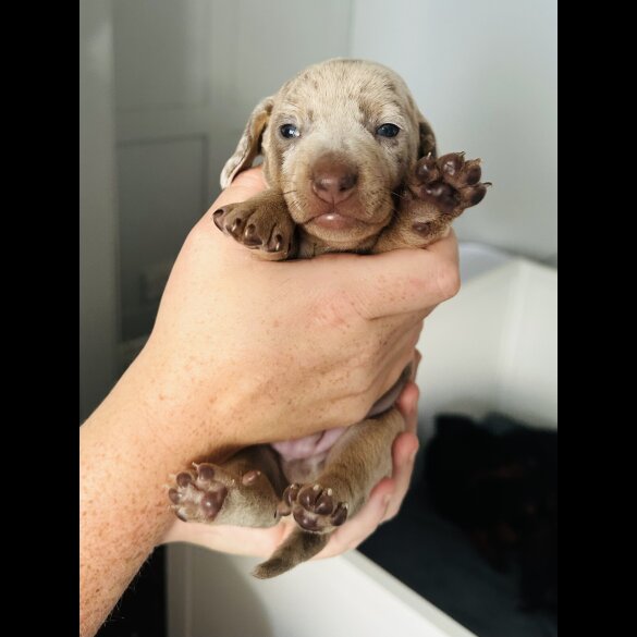Dachshund (Standard &amp; Miniature) - Dogs
