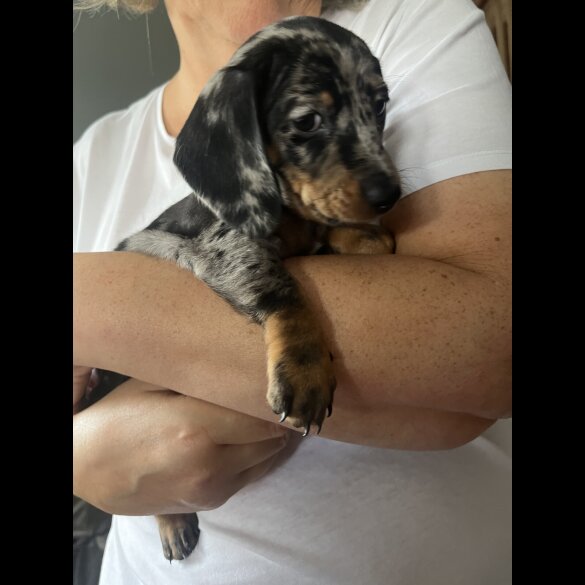 Dachshund (Standard &amp; Miniature) - Both