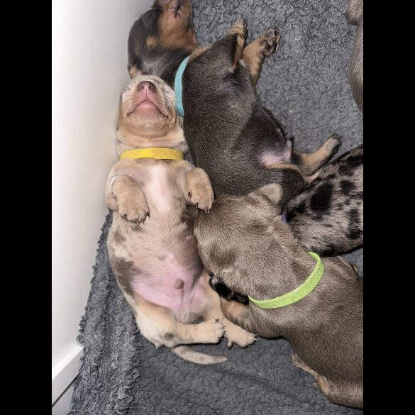 Dachshund (Standard &amp; Miniature) - Dogs