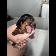 Dachshund (Standard &amp; Miniature) - Dogs