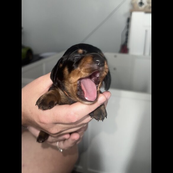 Dachshund (Standard &amp; Miniature) - Dogs