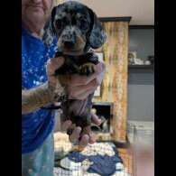 Dachshund (Standard &amp; Miniature) - Both