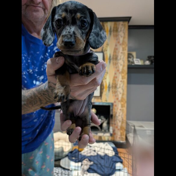 Dachshund (Standard &amp; Miniature) - Both