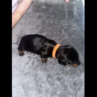 Dachshund (Standard &amp; Miniature) - Dogs
