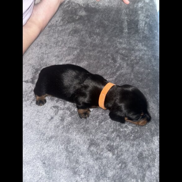 Dachshund (Standard &amp; Miniature) - Dogs
