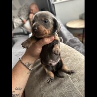 Dachshund (Standard &amp; Miniature) - Dogs