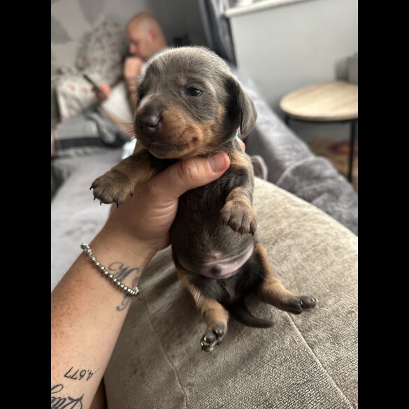 Dachshund (Standard &amp; Miniature) - Dogs