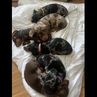 Dachshund (Standard &amp; Miniature) - Both