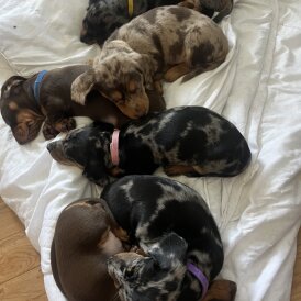 Dachshund (Standard &amp; Miniature) - Both