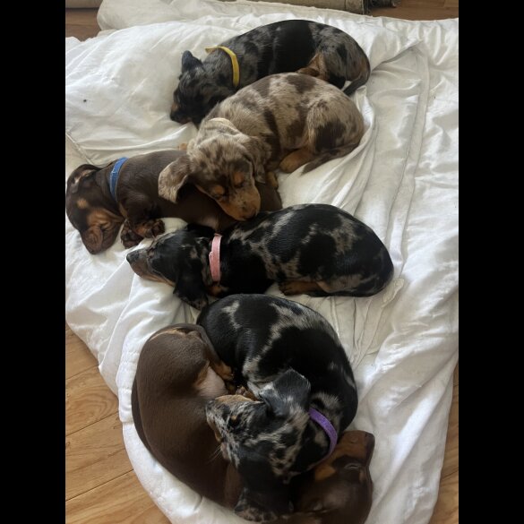 Dachshund (Standard &amp; Miniature) - Both