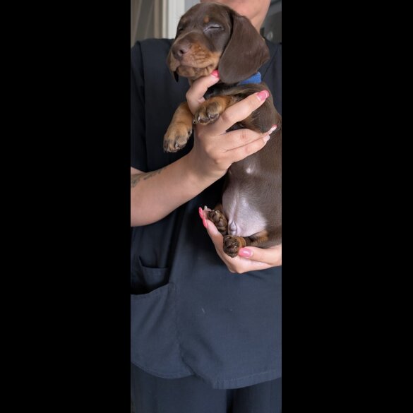 Dachshund (Standard &amp; Miniature) - Both