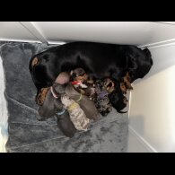 Dachshund (Standard &amp; Miniature) - Dogs