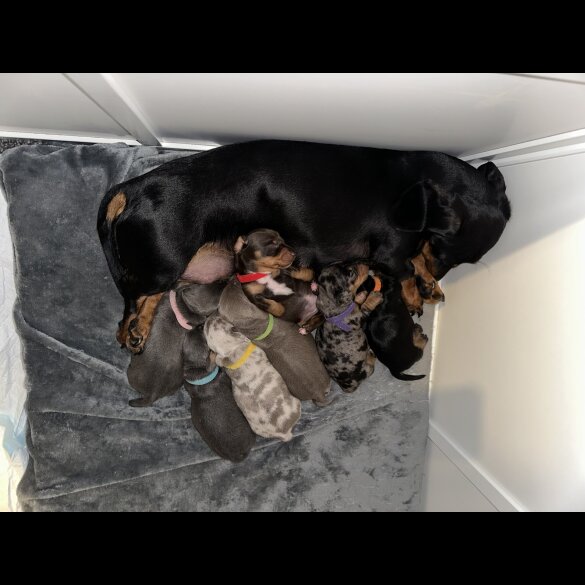 Dachshund (Standard &amp; Miniature) - Dogs