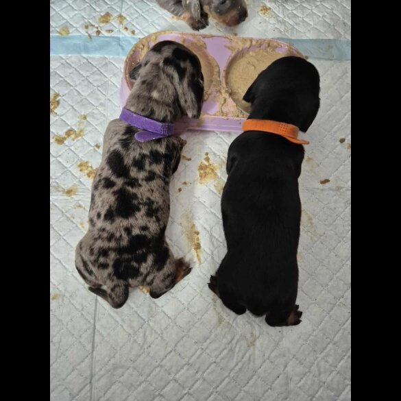 Dachshund (Standard &amp; Miniature) - Dogs