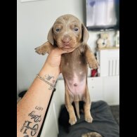Dachshund (Standard &amp; Miniature) - Dogs