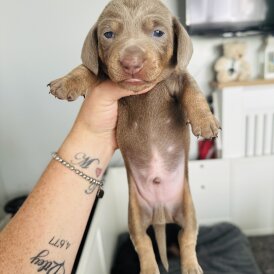 Dachshund (Standard &amp; Miniature) - Dogs