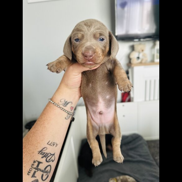 Dachshund (Standard &amp; Miniature) - Dogs