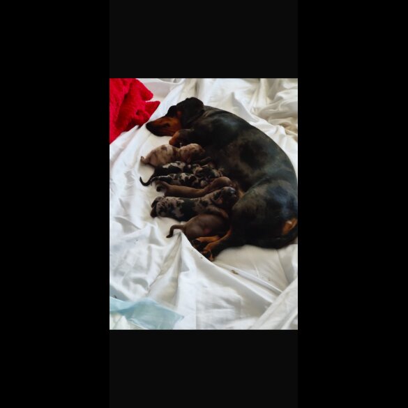 Dachshund (Standard &amp; Miniature) - Both