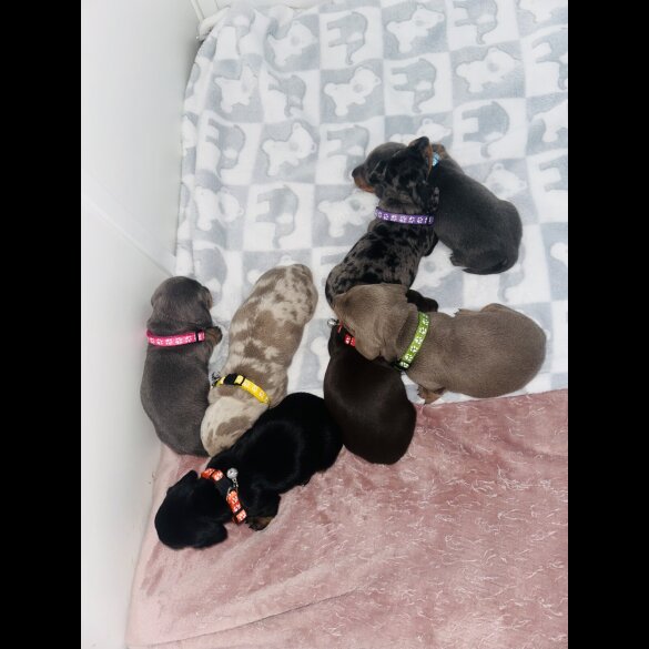 Dachshund (Standard &amp; Miniature) - Dogs