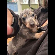Dachshund (Standard &amp; Miniature) - Both