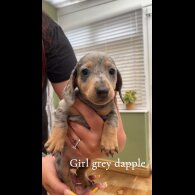 Dachshund (Standard &amp; Miniature) - Both