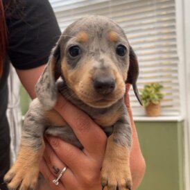 Dachshund (Standard &amp; Miniature) - Both