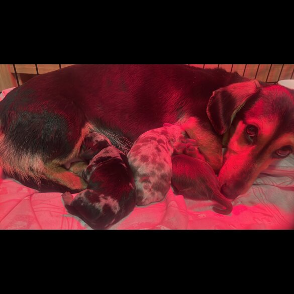 Dachshund (Standard &amp; Miniature) - Both
