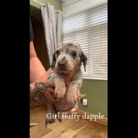 Dachshund (Standard &amp; Miniature) - Both