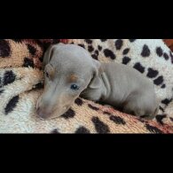 Dachshund (Standard &amp; Miniature) - Both