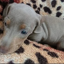 Dachshund (Standard &amp; Miniature) - Both